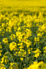 yellow flowering rapeseed in the spring season