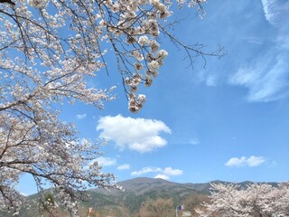 満開の桜と山並み