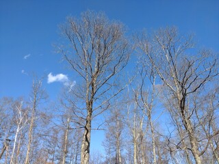 葉の落ちた樹木