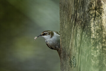 Treecreeper with nesting material.j