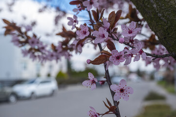 pink tree blossom