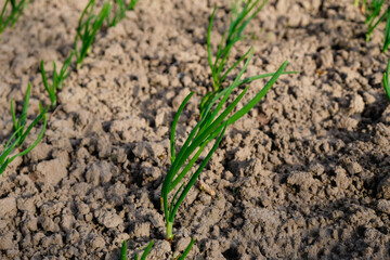 Rows of green onions in the home garden.