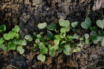 The leaves of young radish sprinkled with ash from pests.