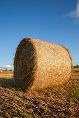 agricultural field with straw stacks after wheat harvest
