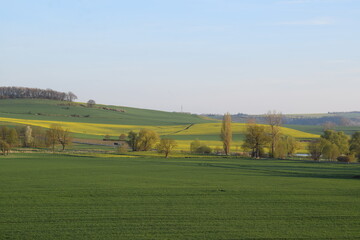 gelb blühende Rapsfelder und blühende Bäume im April, Thürer Wiesen