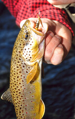 A brown trout caught on a spinner