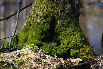 Green moss on a tree. Bryophyte in the swamps close-up in spring in April