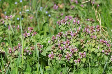 Pink Lamium flowers in the forest in spring