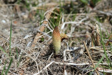 Strobila horsetail Equisetum sylvaticum in the forest in spring