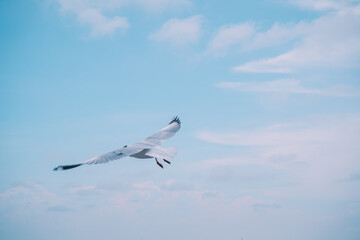 seagull