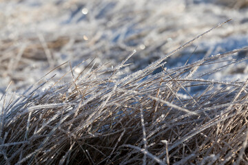 grass covered with ice and frost in the winter season