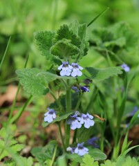 Blue flowers of Glechoma hederacea in the forest in spring