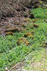 Mossy stones on the Batova River (Bulgaria) in spring