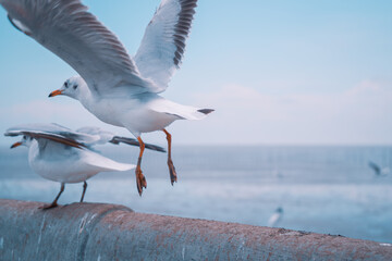 seagull