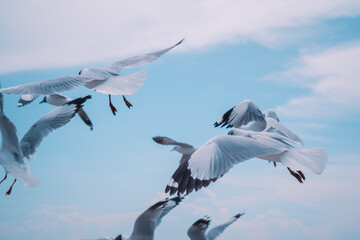 seagull