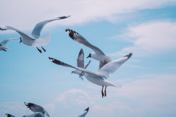 seagull