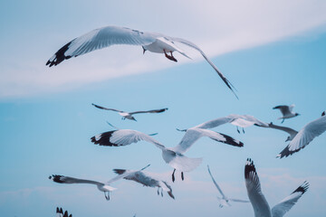 seagull