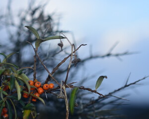 sea buckthorn