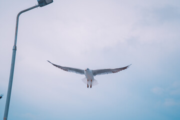 seagull