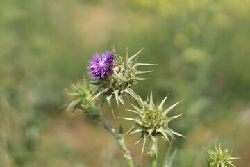 Thistle is the common name of a group of flowering plants characterized by leaves with sharp prickles on the margins, mostly in the family Asteraceae.