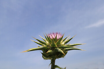 Thistle is the common name of a group of flowering plants characterized by leaves with sharp prickles on the margins, mostly in the family Asteraceae.