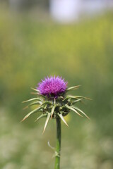 Thistle is the common name of a group of flowering plants characterized by leaves with sharp prickles on the margins, mostly in the family Asteraceae.
