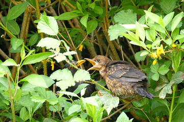 Die Amsel (Turdus merula) oder Schwarzdrossel