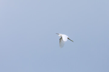 Great egret (Ardea alba) at Kharibari, South 24 Parganas, West Bengal, India