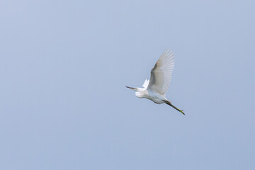 Great egret (Ardea alba) at Kharibari, South 24 Parganas, West Bengal, India