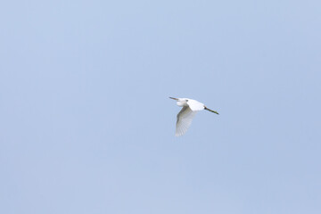 Great egret (Ardea alba) at Kharibari, South 24 Parganas, West Bengal, India
