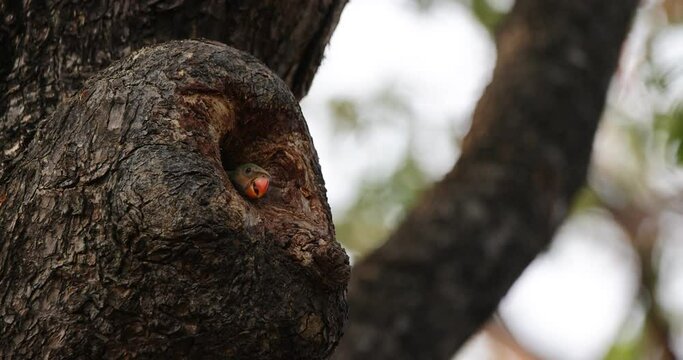 Red-breasted parakeet, the baby, pokes its head out of the nest.