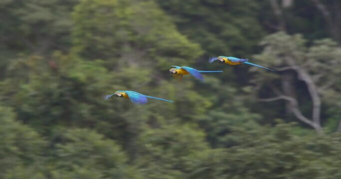Three Blue and Yellow Macaws flying in Tambopata National Reserve. Close up.