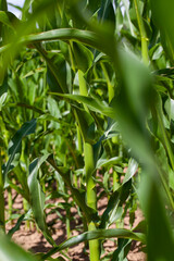 Obraz premium young green corn in the summer