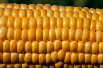 yellow ripe corn fruits in summer