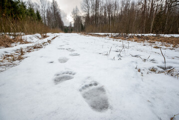 brown bear (Ursus arctos) tracks on snow in spring