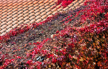 ivy on a tiled roof on sunny day