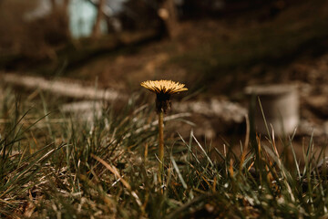 Dandelion in the grass