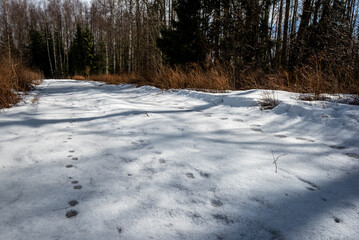 brown bear (Ursus arctos) tracks on snow in spring - mother with 2 cubs 