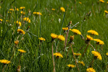 yellow beautiful dandelion flowers with seeds