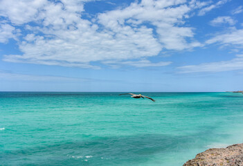Fototapeta na wymiar The most beautiful view in the Atlantic ocean. Varadero. Pelicans fly over the azure water. Cuba.