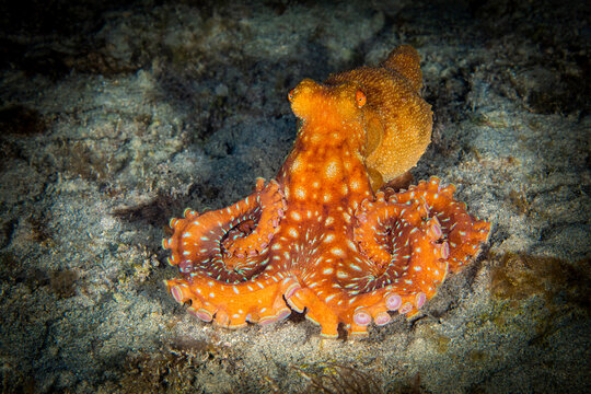 Big orange octopus on night macro photo by diver