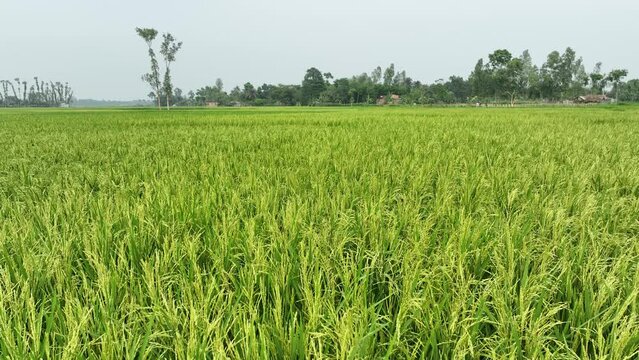 green peddy field in Bangladesh