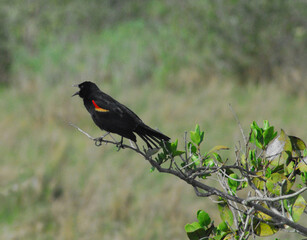BIRDS- Close Up of a Red-winged Blackbird in Song