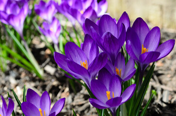 Side view of Crocus flowers in the shade with sunlit garden in the background