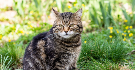 Grey striped cat in the spring garden