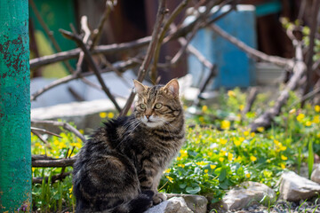 Grey striped cat in the spring garden