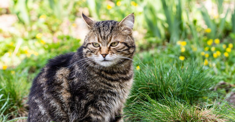 Naklejka na ściany i meble Grey striped cat in the spring garden