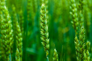 an agricultural field where cereal wheat is grown © rsooll