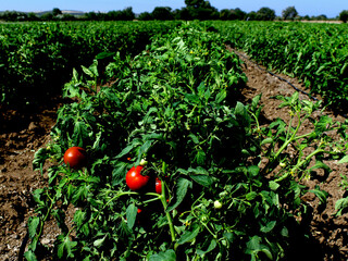 tomatoes on a bush and irrigation system