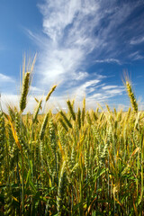 an agricultural field where cereal wheat is grown